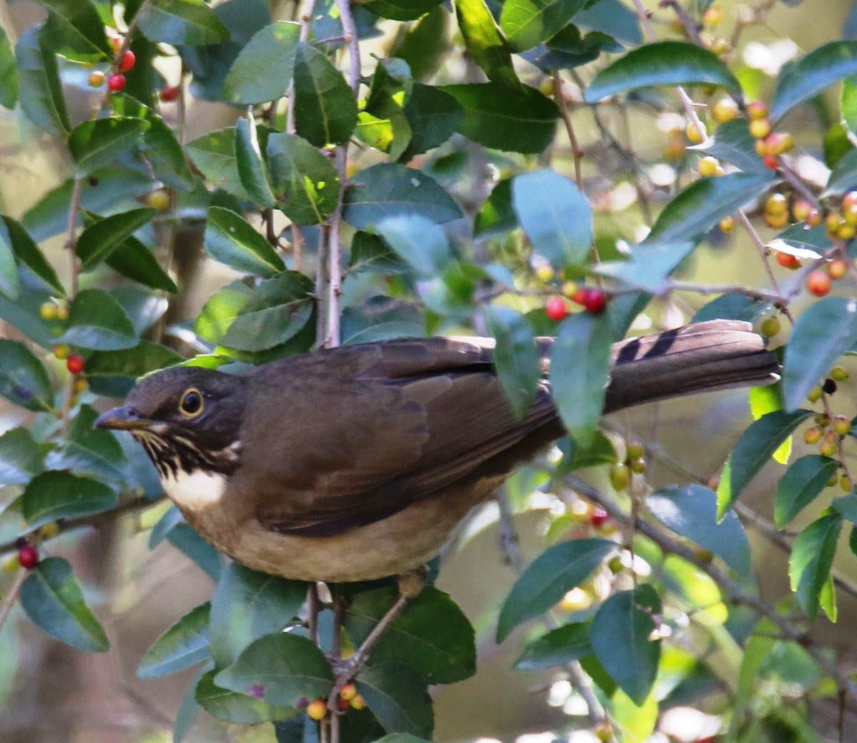 White-throated Thrush - ML24157141