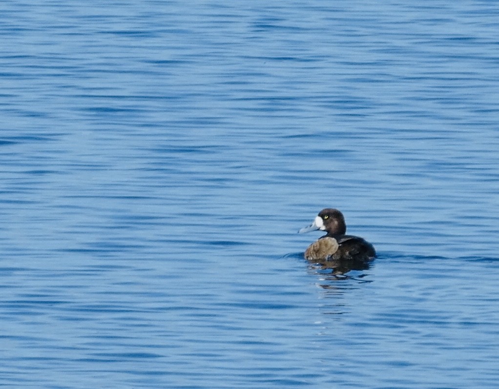 Greater Scaup - ML241571661