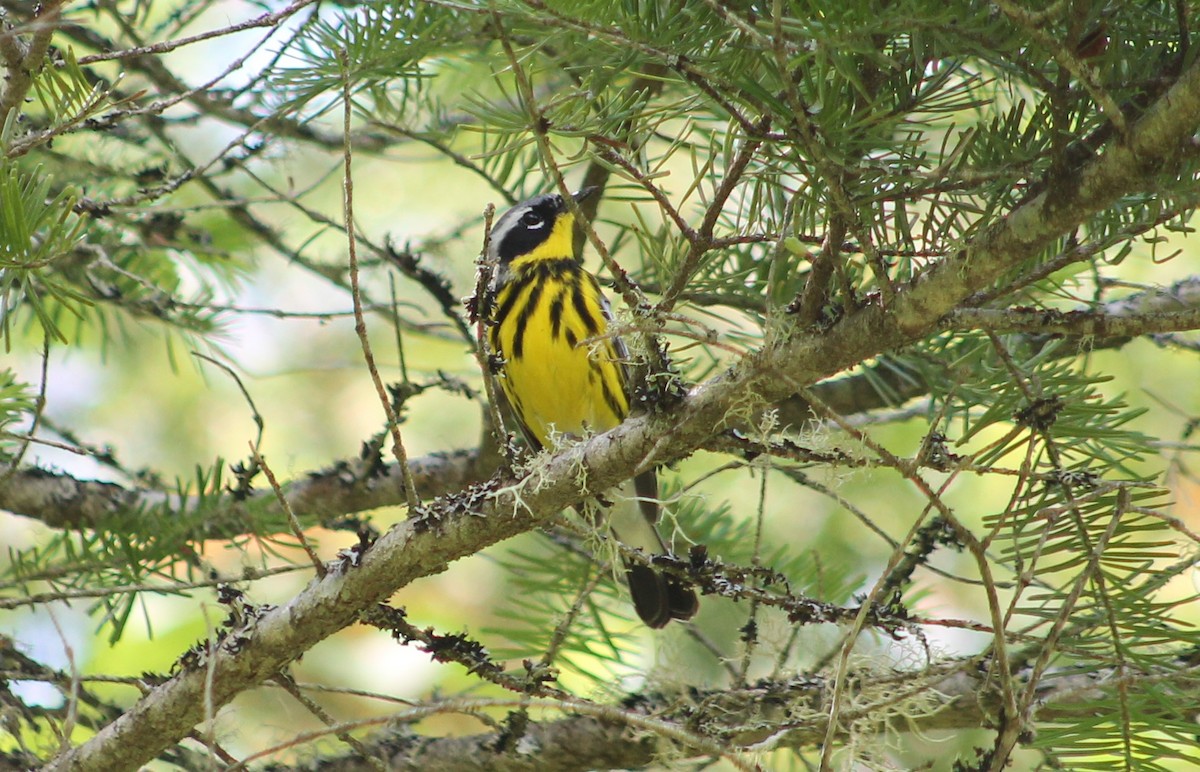 Magnolia Warbler - ML241572611