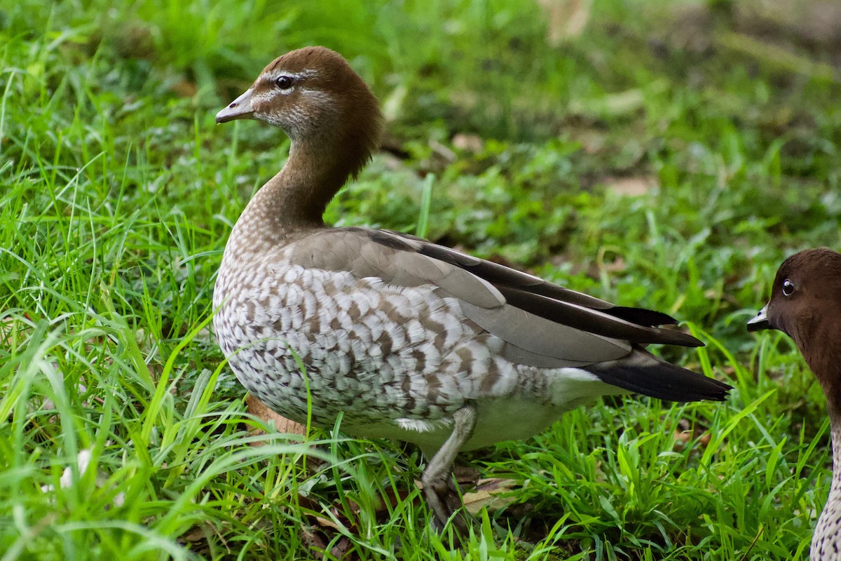 Maned Duck - ML241573271