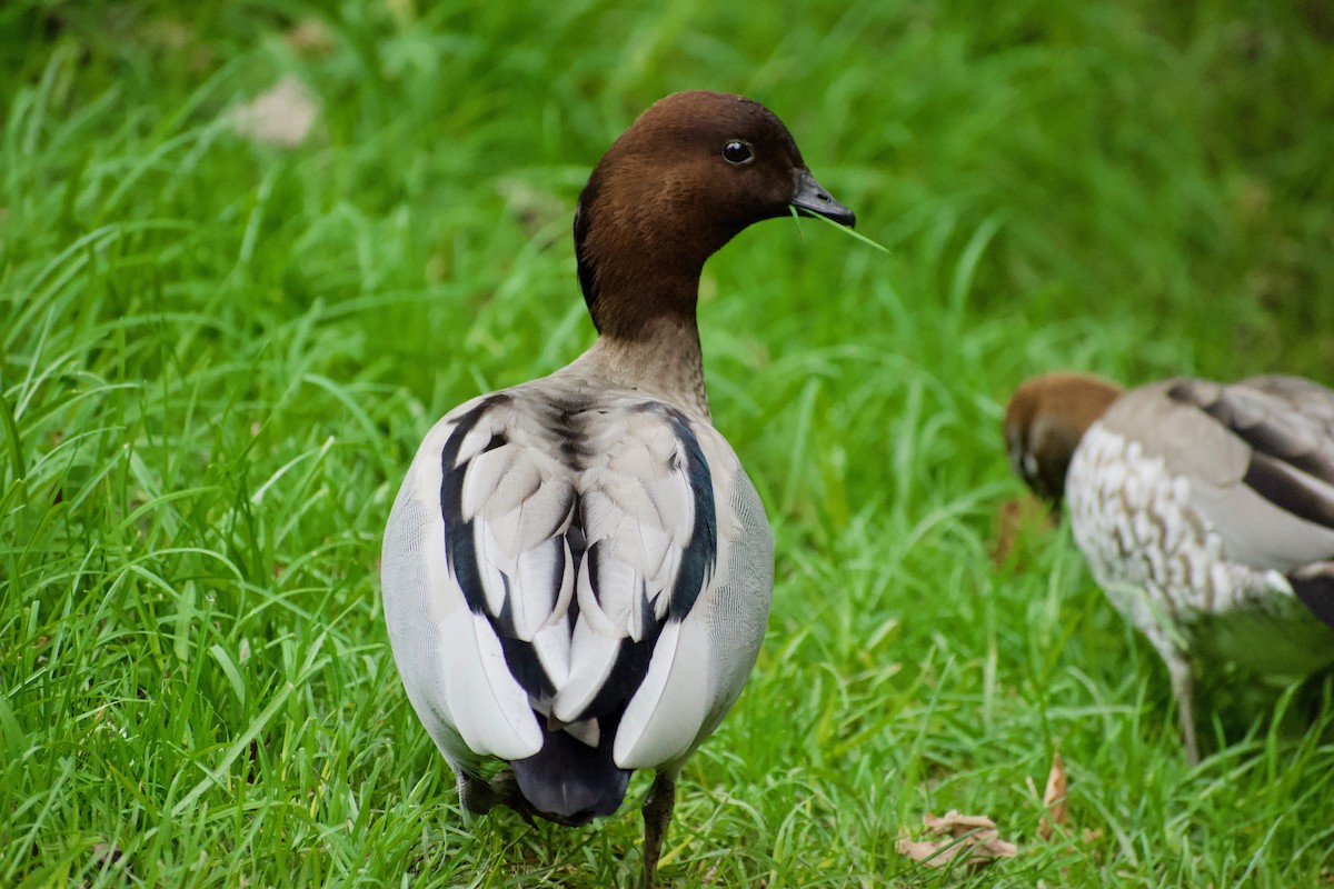 Canard à crinière - ML241573301