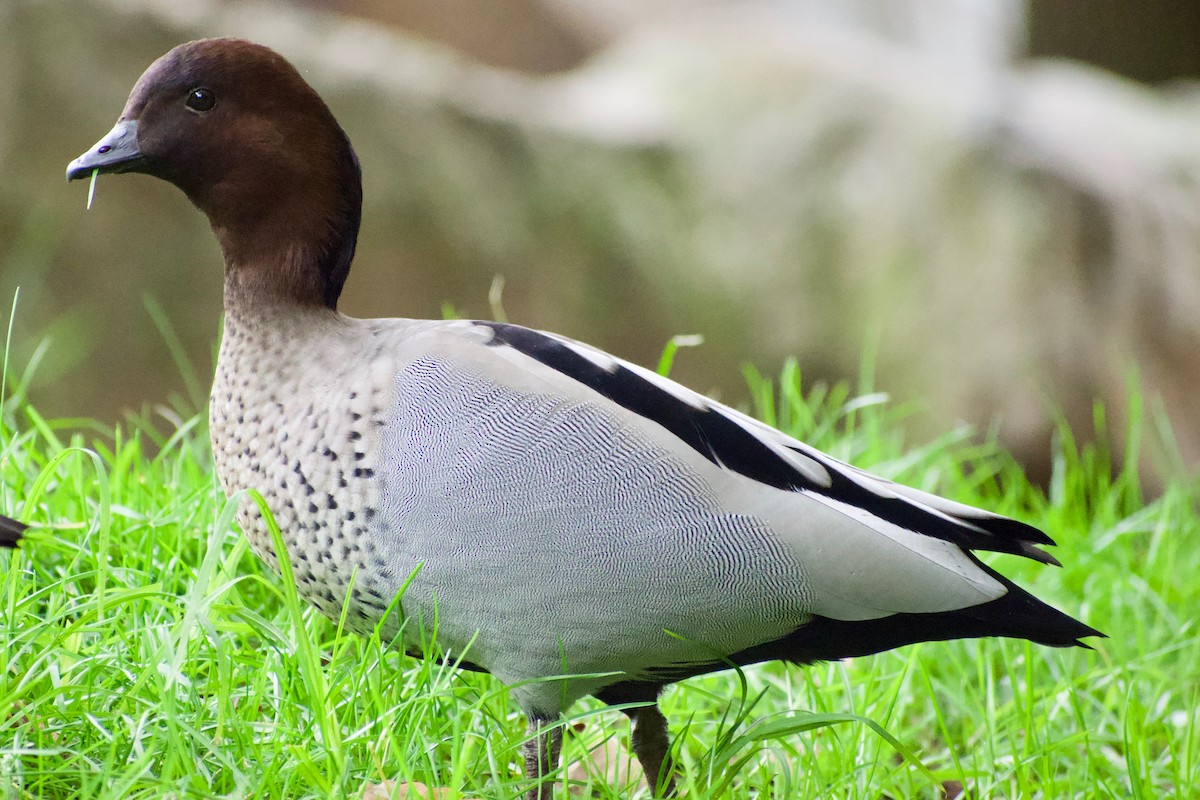 Canard à crinière - ML241573311