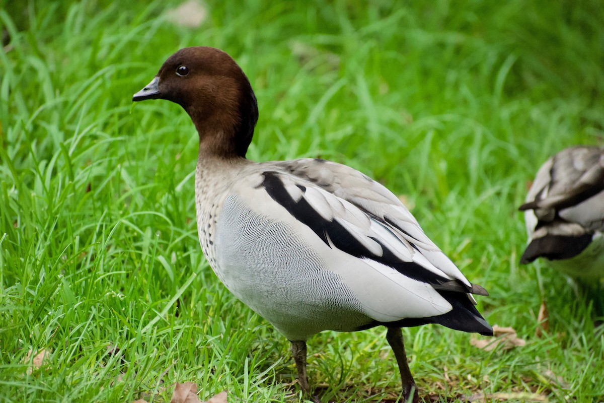 Canard à crinière - ML241573321