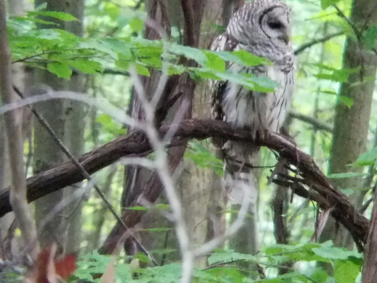 Barred Owl - Mark Tomecko