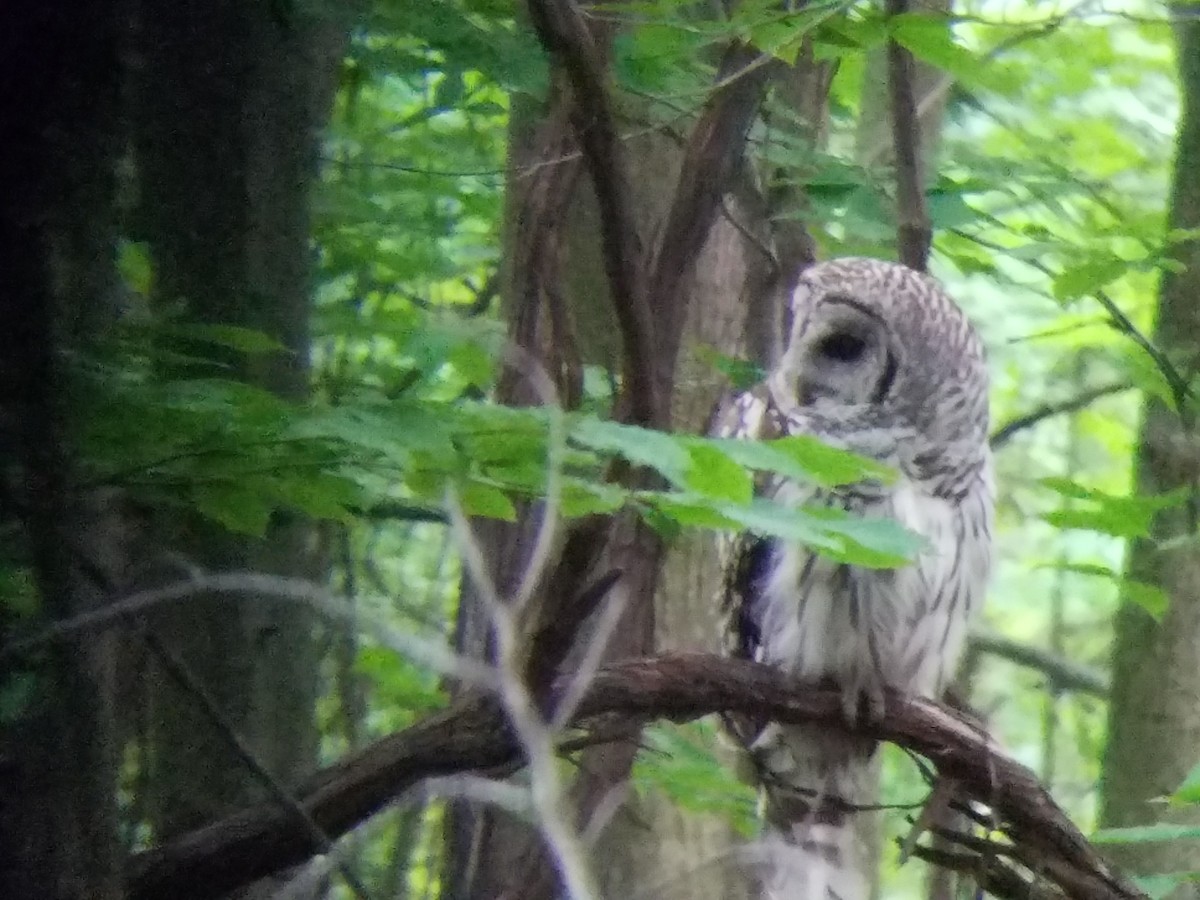 Barred Owl - Mark Tomecko