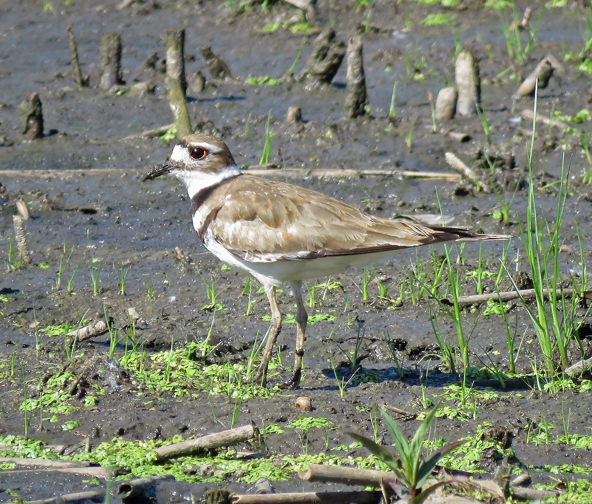 Killdeer - Eric D Gyllenhaal