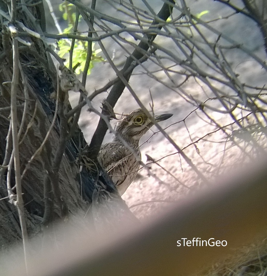 Indian Thick-knee - ML24157531