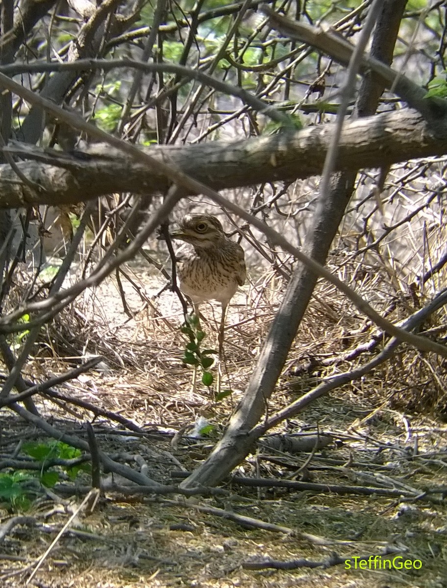 Indian Thick-knee - ML24157571