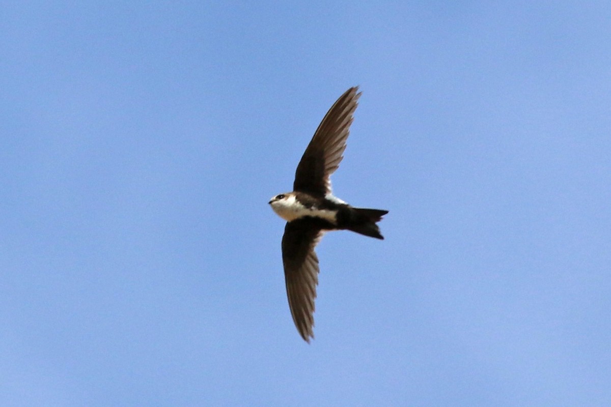 White-throated Swift - ML241575721