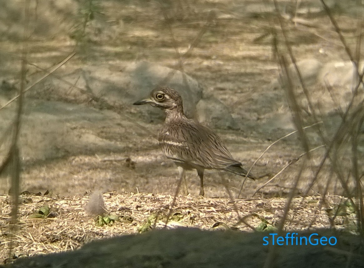 Indian Thick-knee - ML24157581