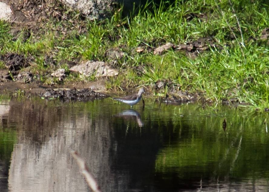 Solitary Sandpiper - Mark Haywood