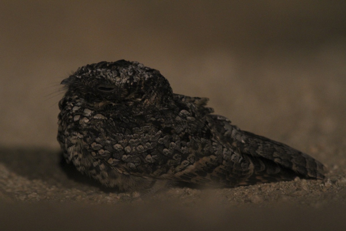 Common Poorwill - ML241577431