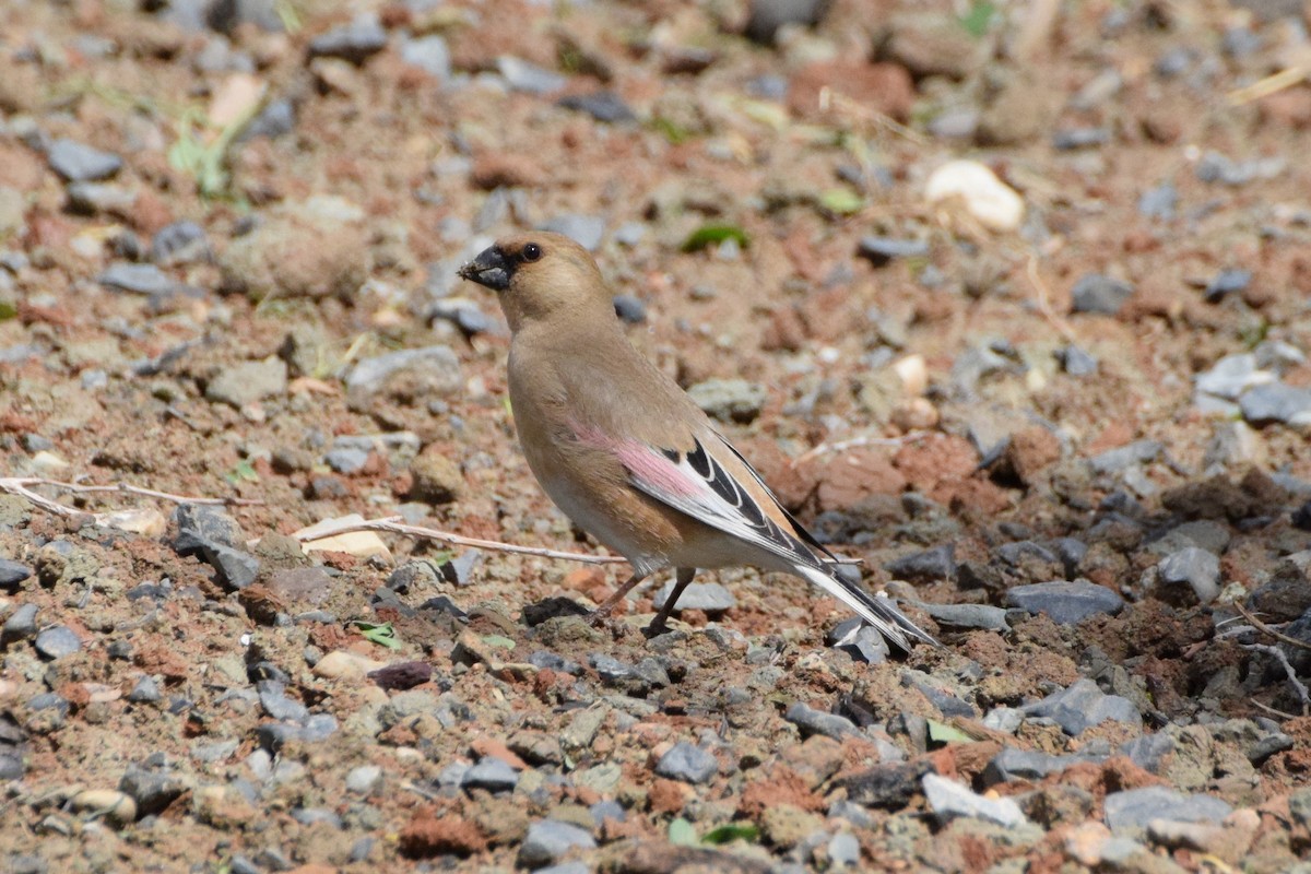 Desert Finch - ML241578111