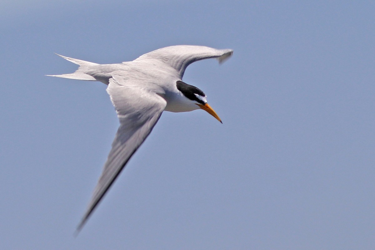 Least Tern - ML241579671