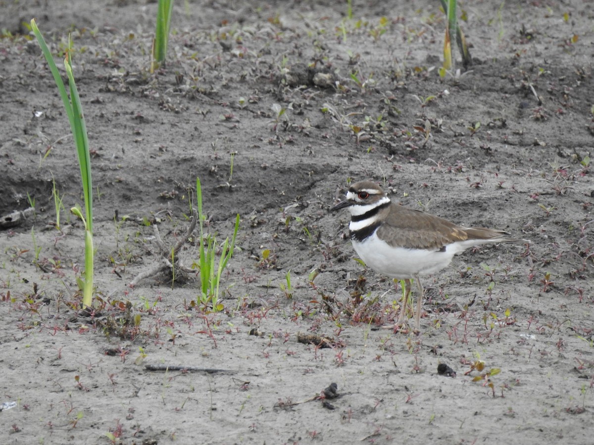 Killdeer - ML241580401