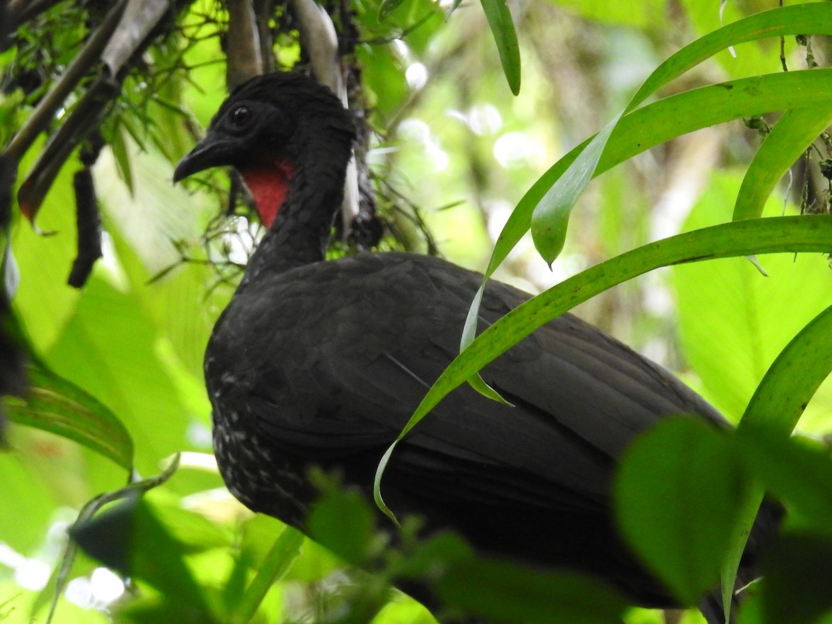 Crested Guan - ML241581851