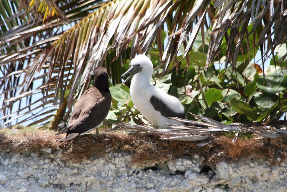 Brown Booby - ML241582801