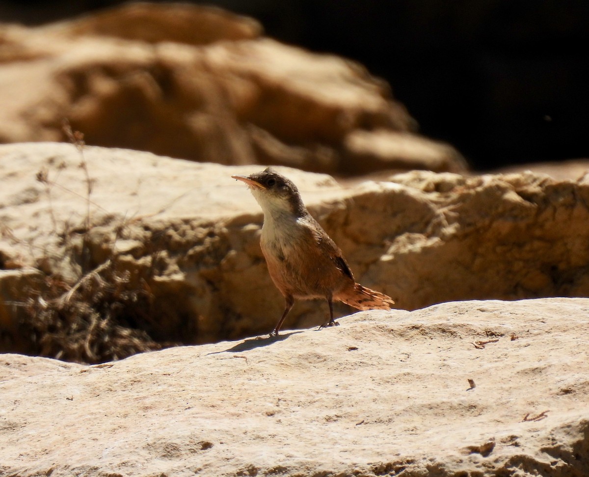 Canyon Wren - Bob Nieman