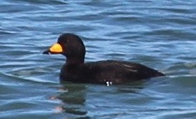 amerikasvartand - ML24158291