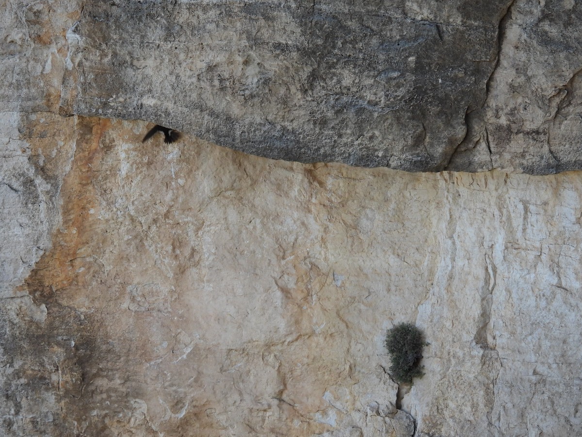 White-throated Swift - Bob Nieman