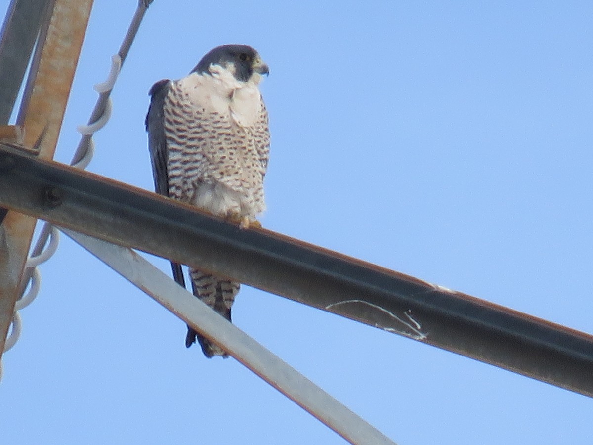 Peregrine Falcon (North American) - ML24158581