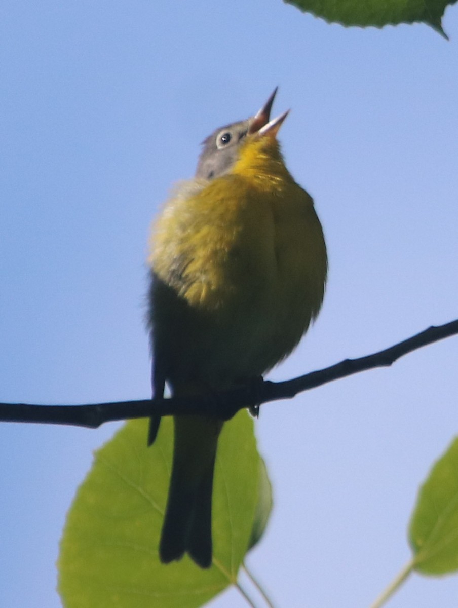 Nashville Warbler - ML241585881