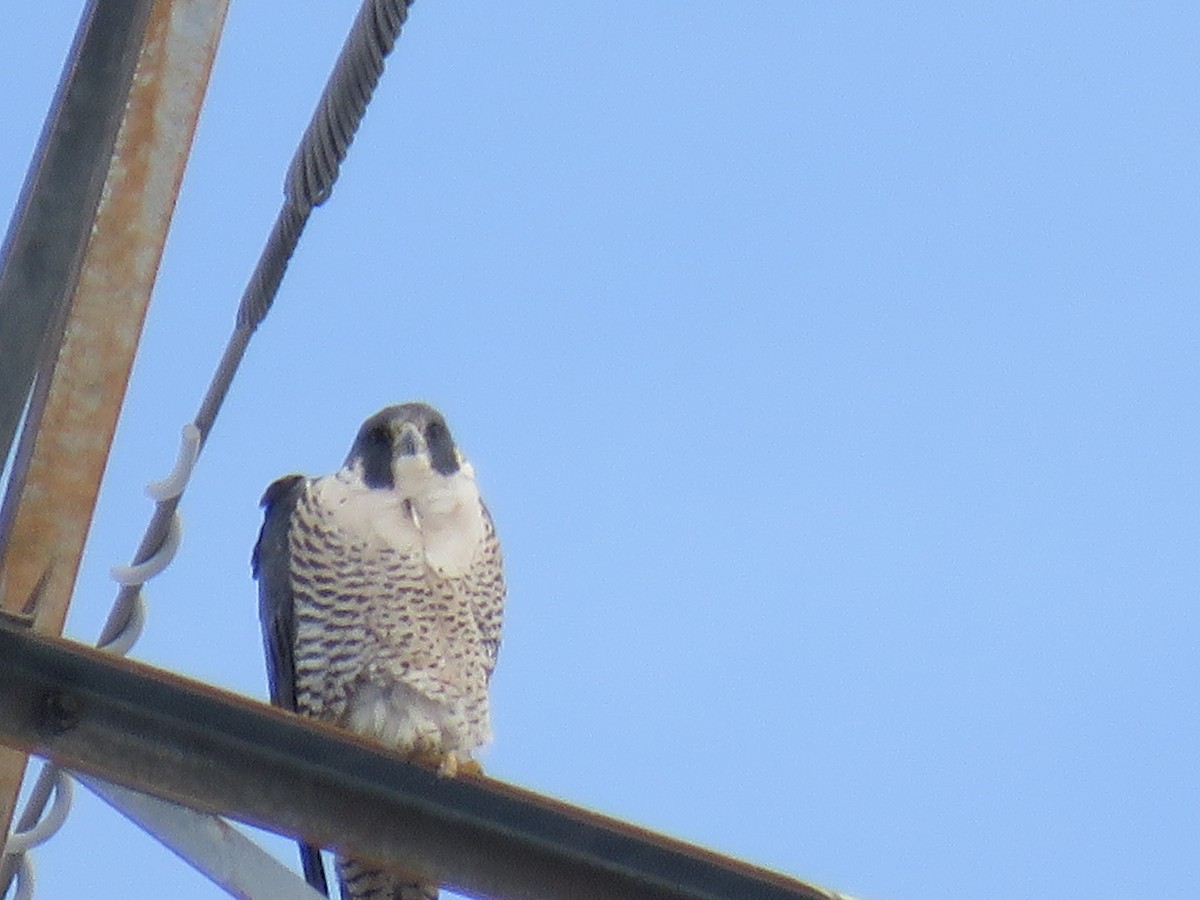 Peregrine Falcon (North American) - ML24158591