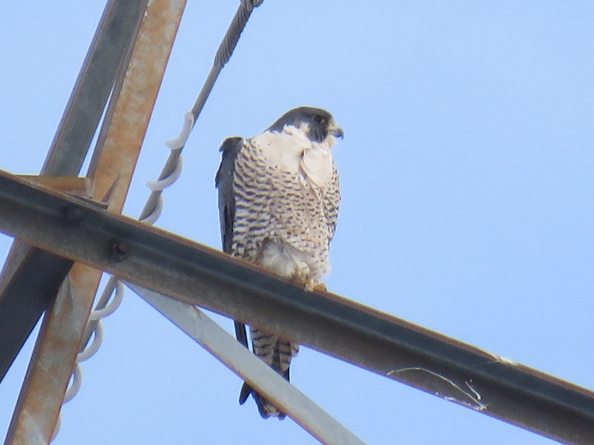 Peregrine Falcon (North American) - ML24158601