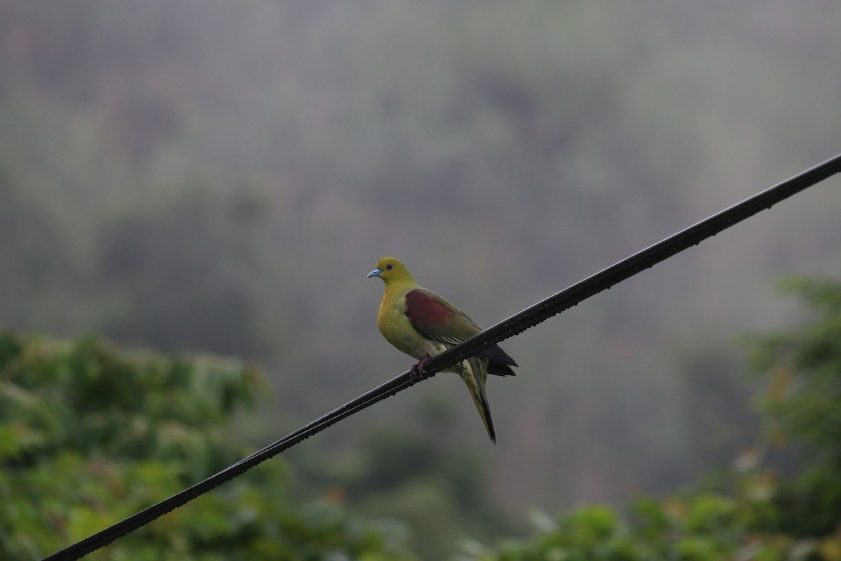 White-bellied Green-Pigeon - ML241591621
