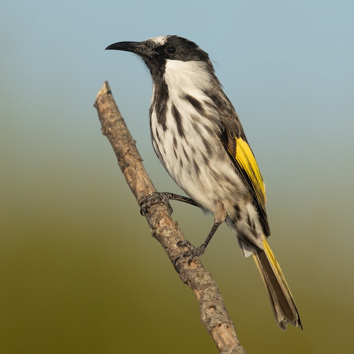 White-cheeked Honeyeater - JJ Harrison