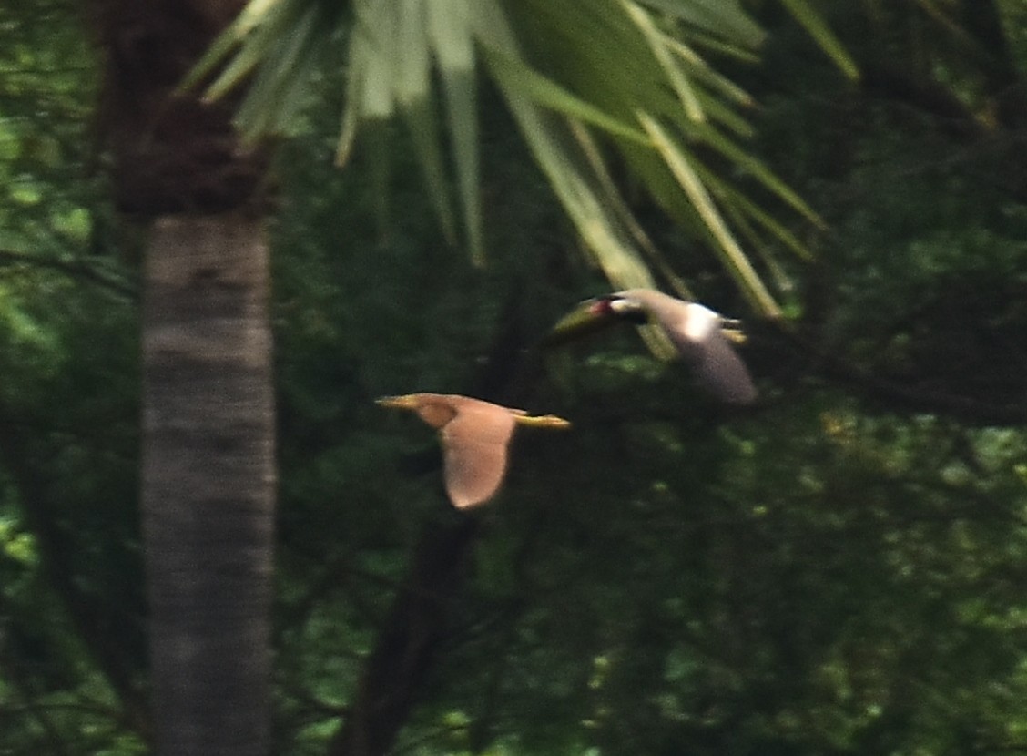 Cinnamon Bittern - Janardhan Uppada