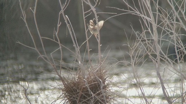 Moineau de la mer Morte - ML241593971