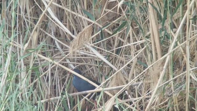 African Swamphen - ML241594351