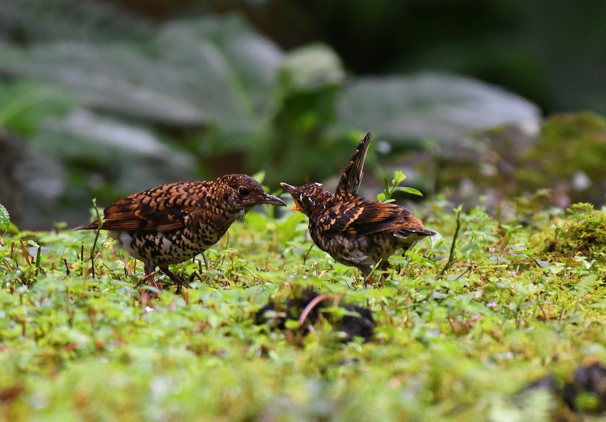 Scaly Thrush - ML241594471