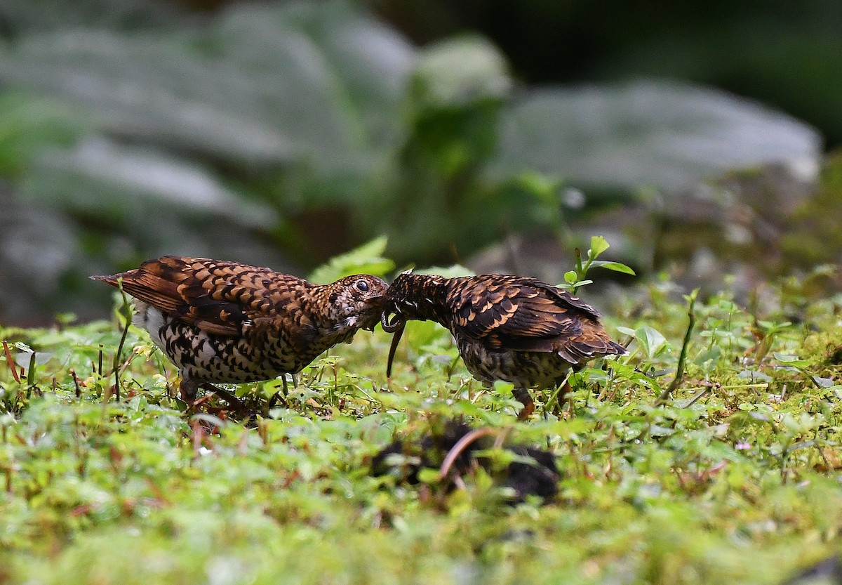 Scaly Thrush - ML241594481