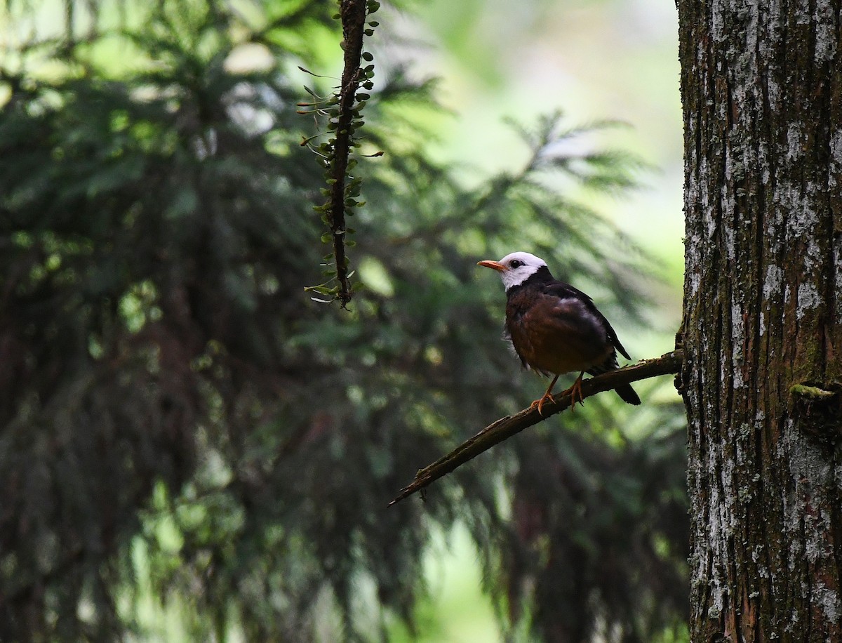 Taiwan Thrush - Camake Chen