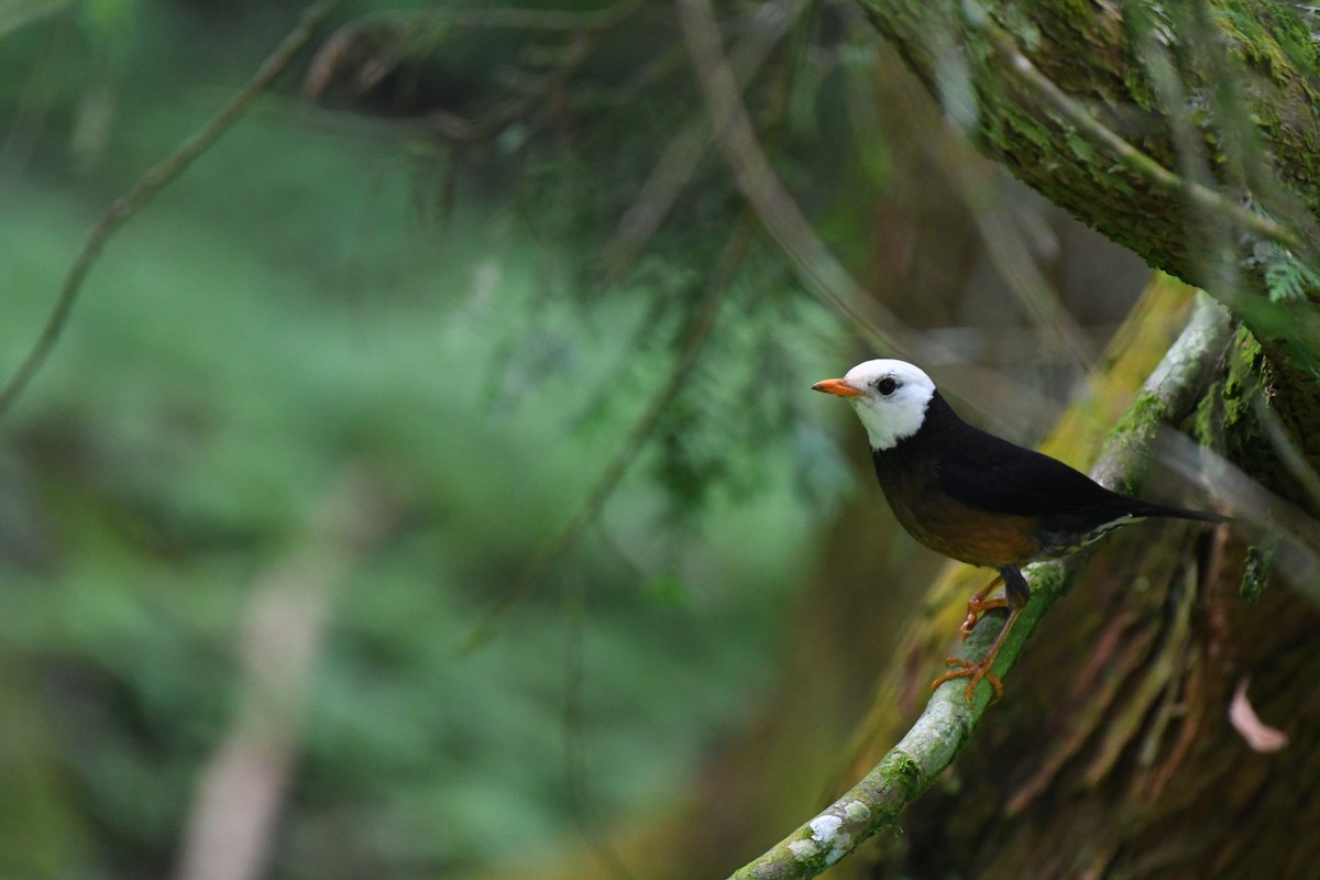 Taiwan Thrush - ML241594521