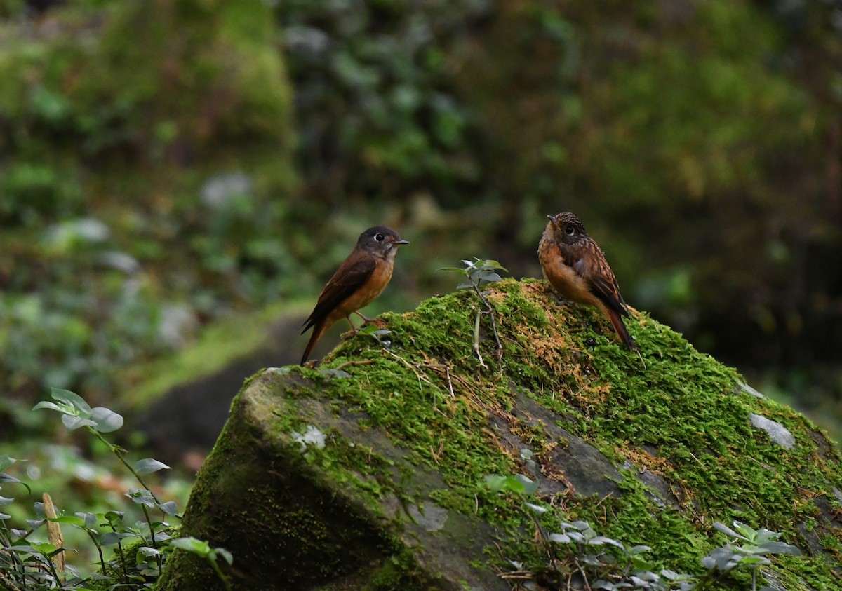 Ferruginous Flycatcher - ML241594541