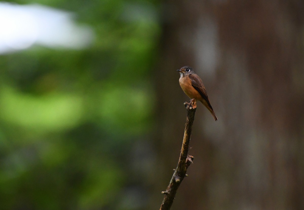 Ferruginous Flycatcher - Camake Chen