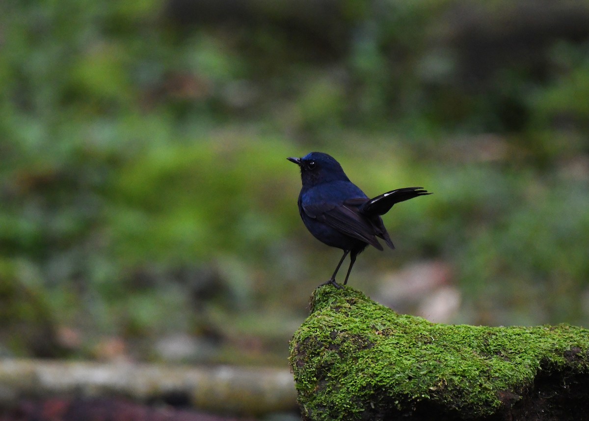 White-tailed Robin - Camake Chen
