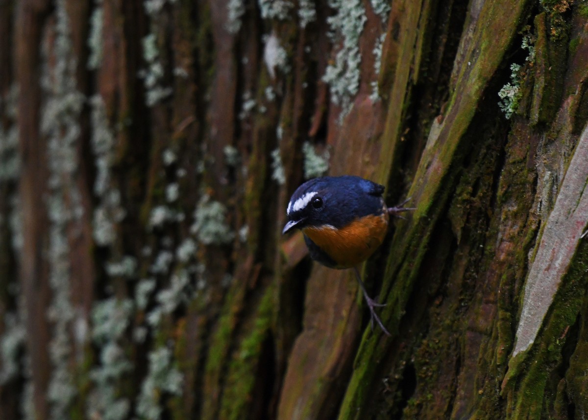 Snowy-browed Flycatcher - ML241594571