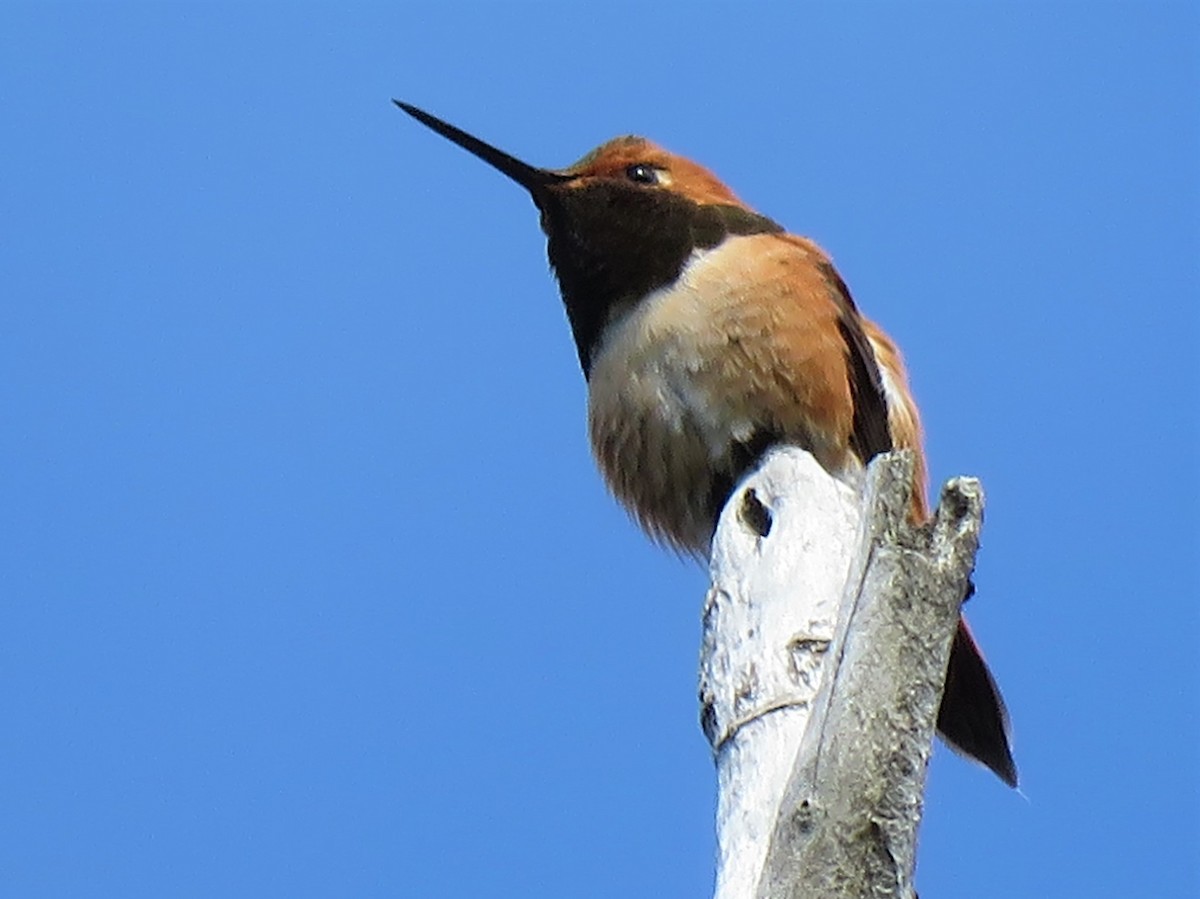 Rufous Hummingbird - Timothy Piranian