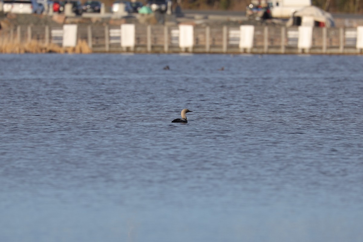 Pacific Loon - ML241597321