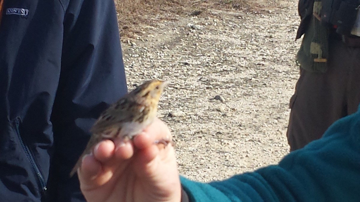 LeConte's Sparrow - ML24159821