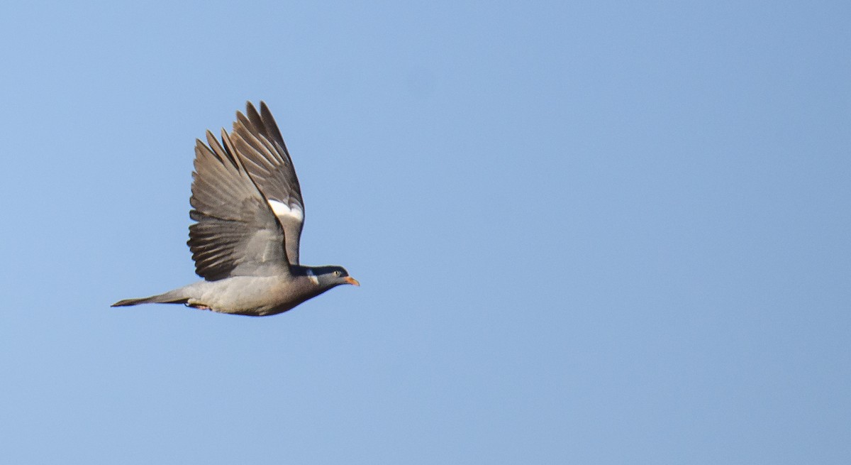 Common Wood-Pigeon - ML241599031