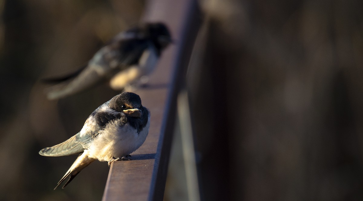 Barn Swallow - ML241599081