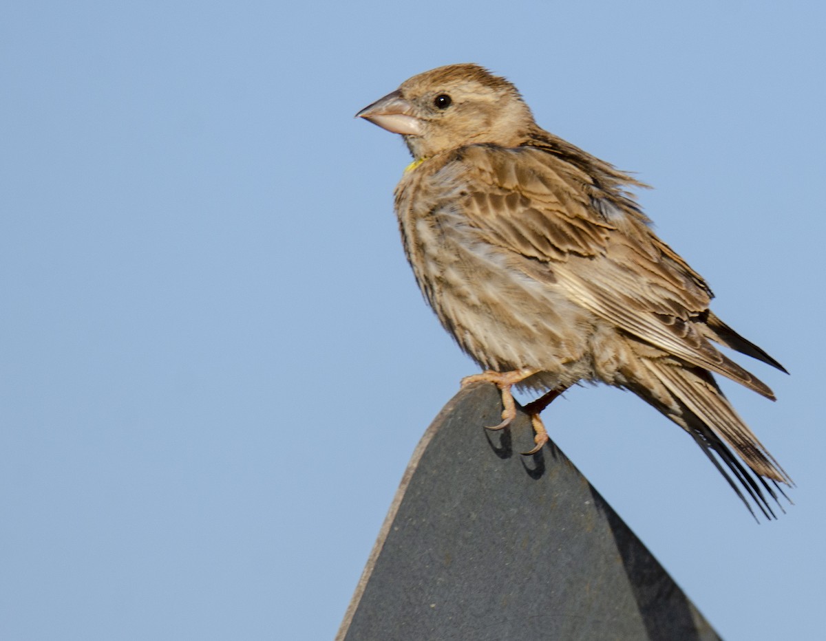 Rock Sparrow - ML241599101