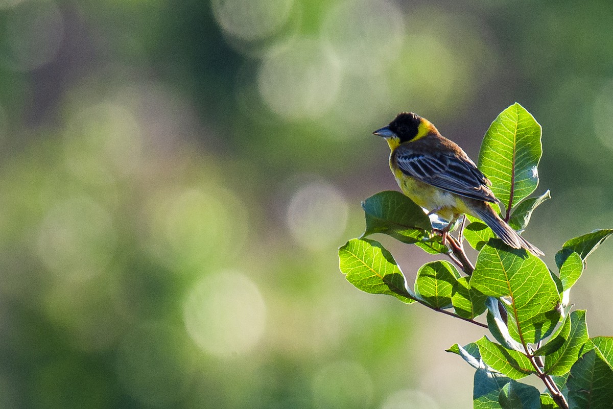 Black-headed Bunting - ML241599121