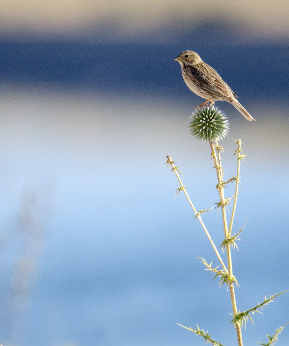 Corn Bunting - ML241599161