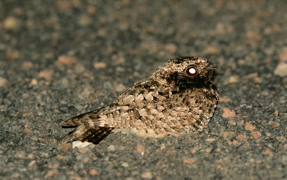 Common Poorwill - ML241600021